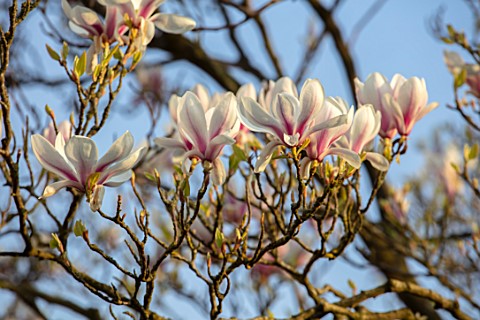 MORTON_HALL_GARDENS_WORCESTERSHIRE_CLOSE_UP_WHITE_PINK_FLOWERS_OF_MAGNOLIA_X_SOULANGEANA_TREES_SPRIN