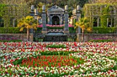ARUNDEL CASTLE GARDENS, WEST SUSSEX: LABYRINTH OF TULIPS AND DAFFODILS - TULIPA PURPLE DREAM, TULIPA RED APELDOORN, NARCISSUS THALIA, SPRING, APRIL, BULBS, LAWNS
