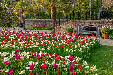 ARUNDEL_CASTLE_GARDENS_WEST_SUSSEX_LABYRINTH_OF_TULIPS_AND_DAFFODILS__TULIPA_PURPLE_DREAM_TULIPA_RED