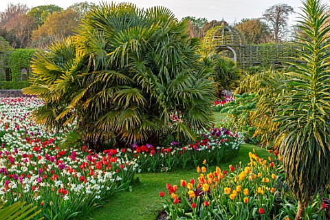 ARUNDEL_CASTLE_GARDENS_WEST_SUSSEX_LABYRINTH_OF_TULIPS_AND_DAFFODILS__TULIPA_PURPLE_DREAM_TULIPA_RED