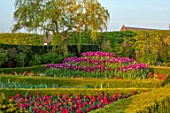 ARUNDEL CASTLE GARDENS, WEST SUSSEX: BOX EDGED BEDS WITH TULIPS IN SPRING, APRIL - TULIPA SHIRLEY, NEGRITA AND REMS FAVOURITE