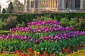 ARUNDEL CASTLE GARDENS, WEST SUSSEX: BOX EDGED BEDS WITH TULIPS IN SPRING, APRIL - TULIPA SHIRLEY, NEGRITA AND REMS FAVOURITE