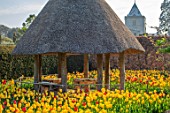 ARUNDEL CASTLE GARDENS, WEST SUSSEX: WILD FLOWER GARDEN AND ROUNDHOUSE, SPRING, APRIL, TULIPS, YELLOW FLOWERS, BLOOMS OF TULIPA OXFORD AND TULIPA GOLDEN OXFORD