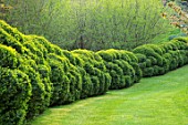 ARUNDEL CASTLE GARDENS, WEST SUSSEX: LONG CLOUD PRUNED CLIPPED TOPIARY HEDGE, HEDGES, HEDGING, LAWN, GRASS, GREEN, APRIL, SPRING