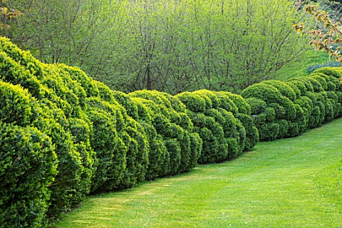 ARUNDEL_CASTLE_GARDENS_WEST_SUSSEX_LONG_CLOUD_PRUNED_CLIPPED_TOPIARY_HEDGE_HEDGES_HEDGING_LAWN_GRASS