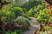 ARUNDEL CASTLE GARDENS, WEST SUSSEX: THE STUMPERY DESIGNED BY MARTIN DUNCAN. STUMPS, TREES, EUPHORBIA, SPRING, APRIL, GREEN, PATHS