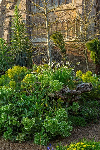 ARUNDEL_CASTLE_GARDENS_WEST_SUSSEX_THE_STUMPERY_DESIGNED_BY_MARTIN_DUNCAN_STUMPS_TREES_EUPHORBIA_SPR