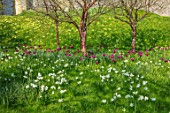 ARUNDEL CASTLE GARDENS, WEST SUSSEX: NATURAL PLANTING, MEADOW, WHITE FLOWERS OF NARCISSUS THALIA, PURPLE FLOWERS OF TULIPA PURPLE DREAM, PRUNUS SERRULATA