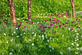ARUNDEL CASTLE GARDENS, WEST SUSSEX: NATURAL PLANTING, MEADOW, WHITE FLOWERS OF NARCISSUS THALIA, PURPLE FLOWERS OF TULIPA PURPLE DREAM, PRUNUS SERRULATA