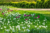 ARUNDEL CASTLE GARDENS, WEST SUSSEX: NATURAL PLANTING, MEADOW, WHITE FLOWERS OF NARCISSUS THALIA, PURPLE FLOWERS OF TULIPA PURPLE DREAM, BOX TOPIARY CLOUD HEDGING, HEDGES