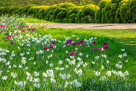 ARUNDEL_CASTLE_GARDENS_WEST_SUSSEX_NATURAL_PLANTING_MEADOW_WHITE_FLOWERS_OF_NARCISSUS_THALIA_PURPLE_