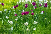ARUNDEL CASTLE GARDENS, WEST SUSSEX: NATURAL PLANTING, MEADOW, WHITE FLOWERS OF NARCISSUS THALIA, PURPLE FLOWERS OF TULIPA PURPLE DREAM, BULBS, SPRING, APRIL