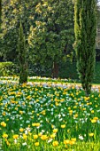 ARUNDEL CASTLE GARDENS, WEST SUSSEX: NATURAL PLANTING, MEADOW, WHITE FLOWERS OF NARCISSUS THALIA, YELLOW FLOWERS OF TULIPA YELLOW APELDOORN, BULBS, SPRING, APRIL