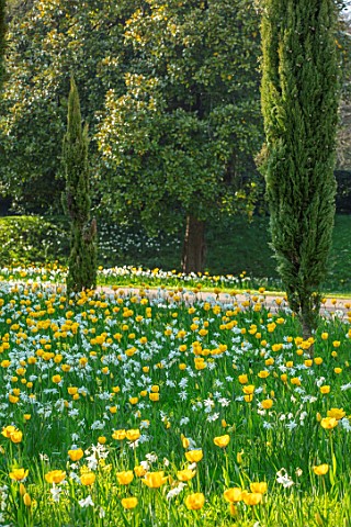 ARUNDEL_CASTLE_GARDENS_WEST_SUSSEX_NATURAL_PLANTING_MEADOW_WHITE_FLOWERS_OF_NARCISSUS_THALIA_YELLOW_