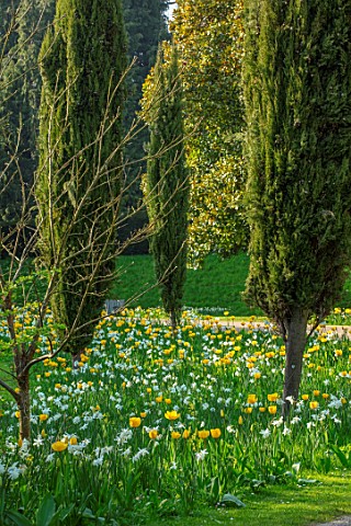 ARUNDEL_CASTLE_GARDENS_WEST_SUSSEX_NATURAL_PLANTING_MEADOW_WHITE_FLOWERS_OF_NARCISSUS_THALIA_YELLOW_