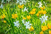 ARUNDEL CASTLE GARDENS, WEST SUSSEX: NATURAL PLANTING, MEADOW, WHITE FLOWERS OF NARCISSUS THALIA, YELLOW FLOWERS OF TULIPA SYLVESTRIS, BULBS, SPRING, APRIL