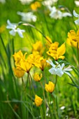 ARUNDEL CASTLE GARDENS, WEST SUSSEX: NATURAL PLANTING, MEADOW, WHITE FLOWERS OF NARCISSUS THALIA, YELLOW FLOWERS OF TULIPA SYLVESTRIS, BULBS, SPRING, APRIL
