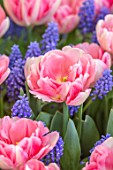 ARUNDEL CASTLE GARDENS, WEST SUSSEX: CLOSE UP OF PINK FLOWERS, BLOOMS OF TULIPA FOXTROT, MUSCARI, BULBS, APRIL, SPRING