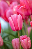 ARUNDEL CASTLE GARDENS, WEST SUSSEX: CLOSE UP OF PINK FLOWERS, BLOOMS OF TULIPA PINK IMPRESSION, BULBS, APRIL, SPRING