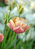 ARUNDEL CASTLE GARDENS, WEST SUSSEX: CLOSE UP OF PINK,CREAM, YELLOW, ROSE FLOWERS, BLOOMS OF TULIPA LA BELLE EPOQUE, BULBS, APRIL, SPRING