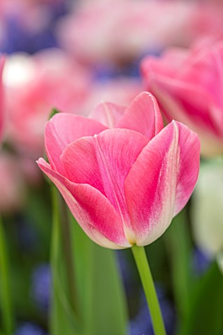 ARUNDEL_CASTLE_GARDENS_WEST_SUSSEX_CLOSE_UP_OF_PINK_AND_WHITE_FLOWERS_BLOOMS_OF_TULIPA_DYNASTY_BULBS