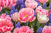 ARUNDEL CASTLE GARDENS, WEST SUSSEX: CLOSE UP OF PINK FLOWERS, BLOOMS OF TULIPA FOXTROT, MUSCARI, BULBS, APRIL, SPRING