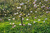 BATSFORD ARBORETUM, GLOUCESTERSHIRE: MAGNOLIA SOULANGENA, WHITE, FLOWERS, BLOOMS, APRIL, SPRING, TREES