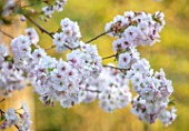 BATSFORD ARBORETUM, GLOUCESTERSHIRE: CLOSE UP PORTRAIT OF CHERRY, PALE PINK FLOWERS OF PRUNUS TAKASAGO, SPRNG, APRIL, BLOSSOM, TREES