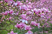 BATSFORD ARBORETUM, GLOUCESTERSHIRE: PINK FLOWERS OF MAGNOLIA TREVE HOLMAN. TREES, BLOSSOMS, FLOWERING, SPRING, APRIL