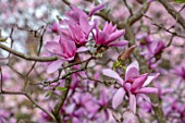 BATSFORD ARBORETUM, GLOUCESTERSHIRE: CLOSE UP PORTRAIT OF PINK FLOWERS OF MAGNOLIA CAERHAYS SURPRISE. TREES, BLOSSOMS, FLOWERING, SPRING, APRIL