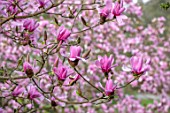 BATSFORD ARBORETUM, GLOUCESTERSHIRE: PINK FLOWERS OF MAGNOLIA CAERHAYS SURPRISE. TREES, BLOSSOMS, FLOWERING, SPRING, APRIL