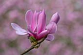 BATSFORD ARBORETUM, GLOUCESTERSHIRE: CLOSE UP PORTRAIT OF PINK FLOWERS OF MAGNOLIA CAERHAYS SURPRISE. TREES, BLOSSOMS, FLOWERING, SPRING, APRIL