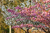 BATSFORD ARBORETUM, GLOUCESTERSHIRE: CHERRY TREES FLOWERING, APRIL, SPRING, PINK, WHITE BLOSSOM, FLOWERS OF PRUNUS MATSUMAE EZONISHIKI, PRUNUS TAIHAKU