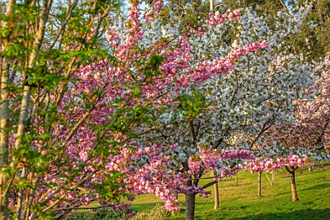 BATSFORD_ARBORETUM_GLOUCESTERSHIRE_CHERRY_TREES_FLOWERING_APRIL_SPRING_PINK_WHITE_BLOSSOM_FLOWERS_OF
