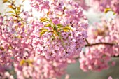 BATSFORD ARBORETUM, GLOUCESTERSHIRE: CHERRY TREES FLOWERING, APRIL, SPRING, PINK BLOSSOM, FLOWERS OF PRUNUS MATSUMAE USUGASANESOMEI