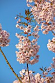 BATSFORD ARBORETUM, GLOUCESTERSHIRE: CHERRY TREES FLOWERING, APRIL, SPRING, PINK BLOSSOM, FLOWERS OF PRUNUS HOKUSAI