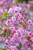 BATSFORD ARBORETUM, GLOUCESTERSHIRE: CHERRY TREES FLOWERING, APRIL, SPRING, PINK BLOSSOM, FLOWERS OF PRUNUS MATSUMAE USUGASANESOMEI