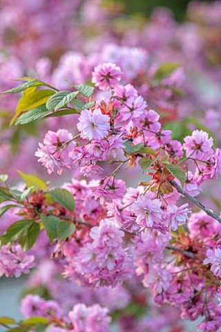 BATSFORD_ARBORETUM_GLOUCESTERSHIRE_CHERRY_TREES_FLOWERING_APRIL_SPRING_PINK_BLOSSOM_FLOWERS_OF_PRUNU