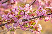 BATSFORD ARBORETUM, GLOUCESTERSHIRE: CHERRY TREES FLOWERING, APRIL, SPRING, PINK BLOSSOM, FLOWERS OF PRUNUS MATSUMAE EZONISHIKI