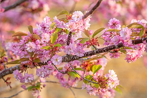 BATSFORD_ARBORETUM_GLOUCESTERSHIRE_CHERRY_TREES_FLOWERING_APRIL_SPRING_PINK_BLOSSOM_FLOWERS_OF_PRUNU