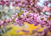 BATSFORD ARBORETUM, GLOUCESTERSHIRE: CHERRY TREES FLOWERING, APRIL, SPRING, PINK BLOSSOM, FLOWERS OF PRUNUS MATSUMAE EZONISHIKI