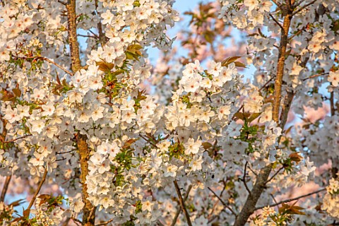 BATSFORD_ARBORETUM_GLOUCESTERSHIRE_CHERRY_TREES_FLOWERING_APRIL_SPRING_WHITE_BLOSSOM_FLOWERS_OF_PRUN