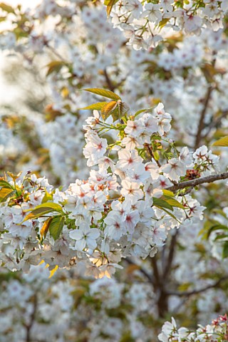 BATSFORD_ARBORETUM_GLOUCESTERSHIRE_CHERRY_TREES_FLOWERING_APRIL_SPRING_WHITE_BLOSSOM_FLOWERS_OF_PRUN