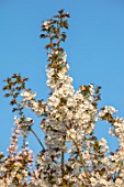 BATSFORD ARBORETUM, GLOUCESTERSHIRE: CHERRY TREES FLOWERING, APRIL, SPRING, WHITE BLOSSOM, FLOWERS OF PRUNUS TAIHAKU, GREAT WHITE CHERRY
