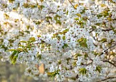 BATSFORD ARBORETUM, GLOUCESTERSHIRE: CHERRY TREES FLOWERING, APRIL, SPRING, WHITE BLOSSOM, FLOWERS OF PRUNUS TAIHAKU, GREAT WHITE CHERRY