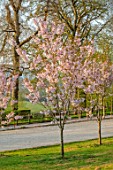 BATSFORD ARBORETUM, GLOUCESTERSHIRE: CHERRY TREES FLOWERING, APRIL, SPRING, WHITE, PINK BLOSSOM, FLOWERS OF PRUNUS HORINJI