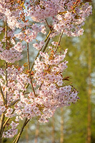 BATSFORD_ARBORETUM_GLOUCESTERSHIRE_CHERRY_TREES_FLOWERING_APRIL_SPRING_WHITE_PINK_BLOSSOM_FLOWERS_OF