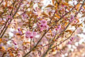 BATSFORD ARBORETUM, GLOUCESTERSHIRE: CHERRY TREES FLOWERING, APRIL, SPRING, WHITE, PINK BLOSSOM, FLOWERS OF PRUNUS HORINJI
