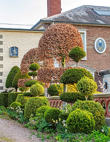 THE_LASKETT_GARDENS_HEREFORDSHIRE_DESIGNER_ROY_STRONG__THE_MAIN_DRIVEWAY_CLIPPED_TOPIARY_HOUSE_SPRIN
