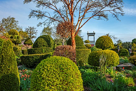 THE_LASKETT_GARDENS_HEREFORDSHIRE_DESIGNER_ROY_STRONG__THE_SERPENTINE_WALK_CLIPPED_TOPIARY_HOLLIES_Y